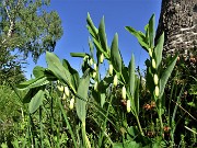 29 Polygonatum odoratum (Sigillo di Salomone) con betulla